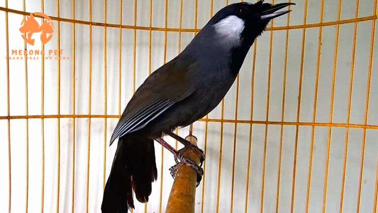 Mua Bán Chim Khướu: Hướng Dẫn Chọn Lọc và Giá Cả Tốt Nhất!